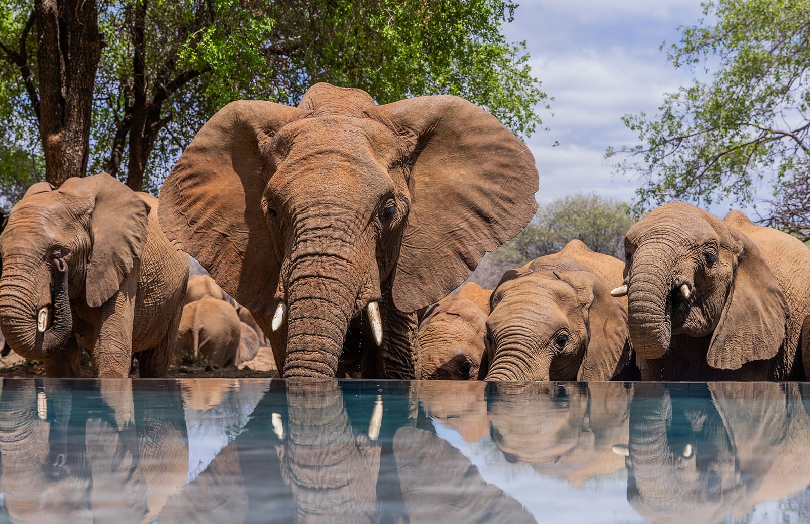 A herd of elephants drinking at the edge of the lodge pool, reflected in the water